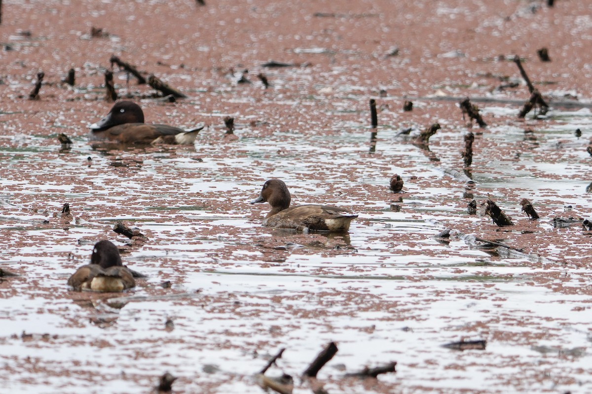 Hardhead - ML645967114