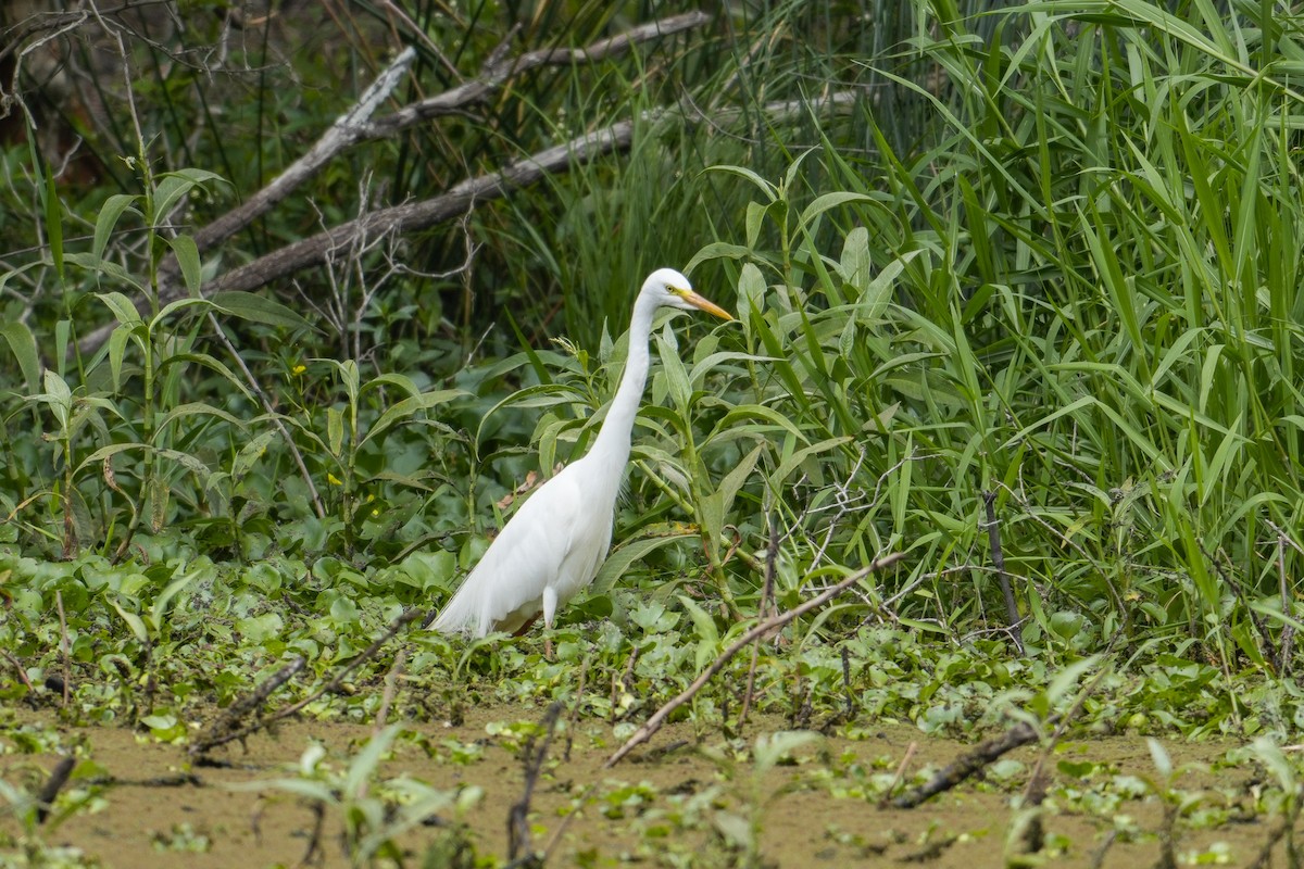 Koartza zuria - ML645967118