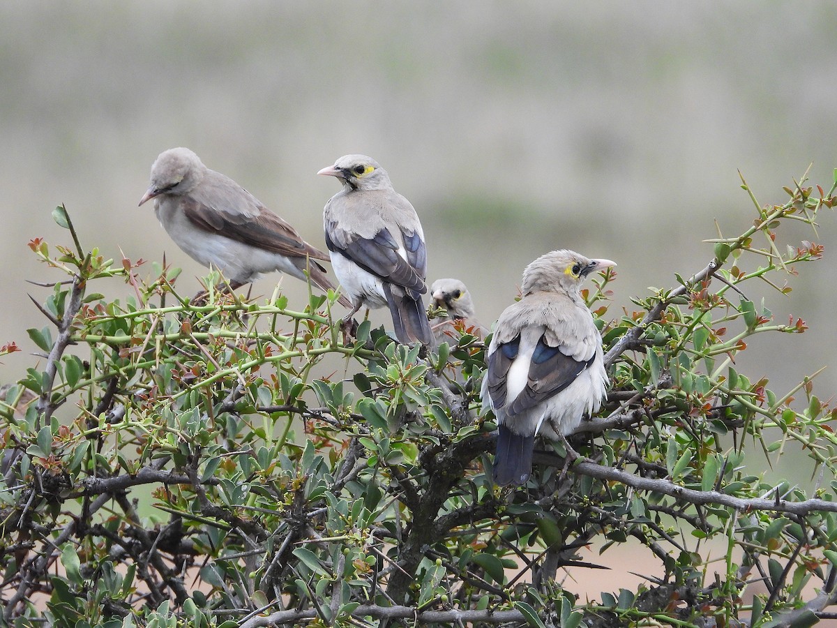 Wattled Starling - ML645967131