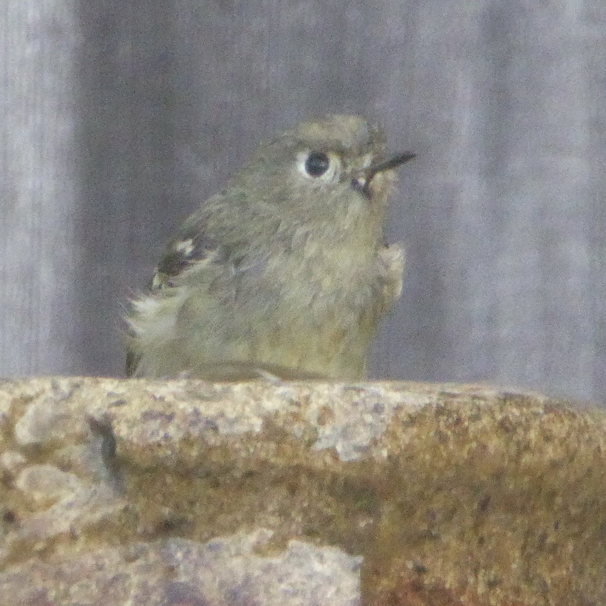 Ruby-crowned Kinglet - ML645967147