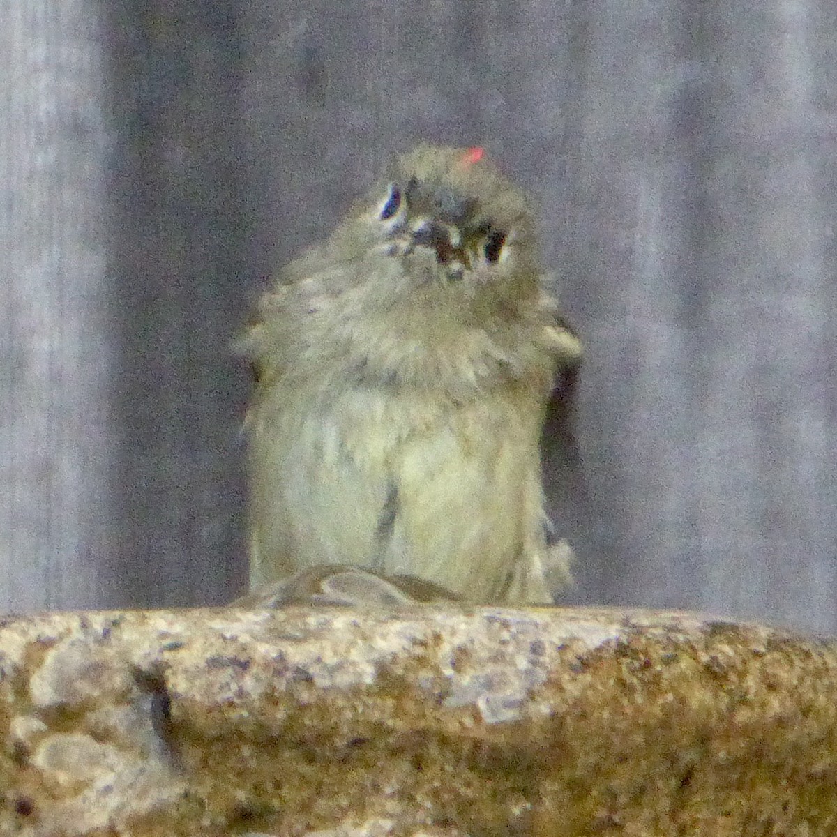 Ruby-crowned Kinglet - ML645967148