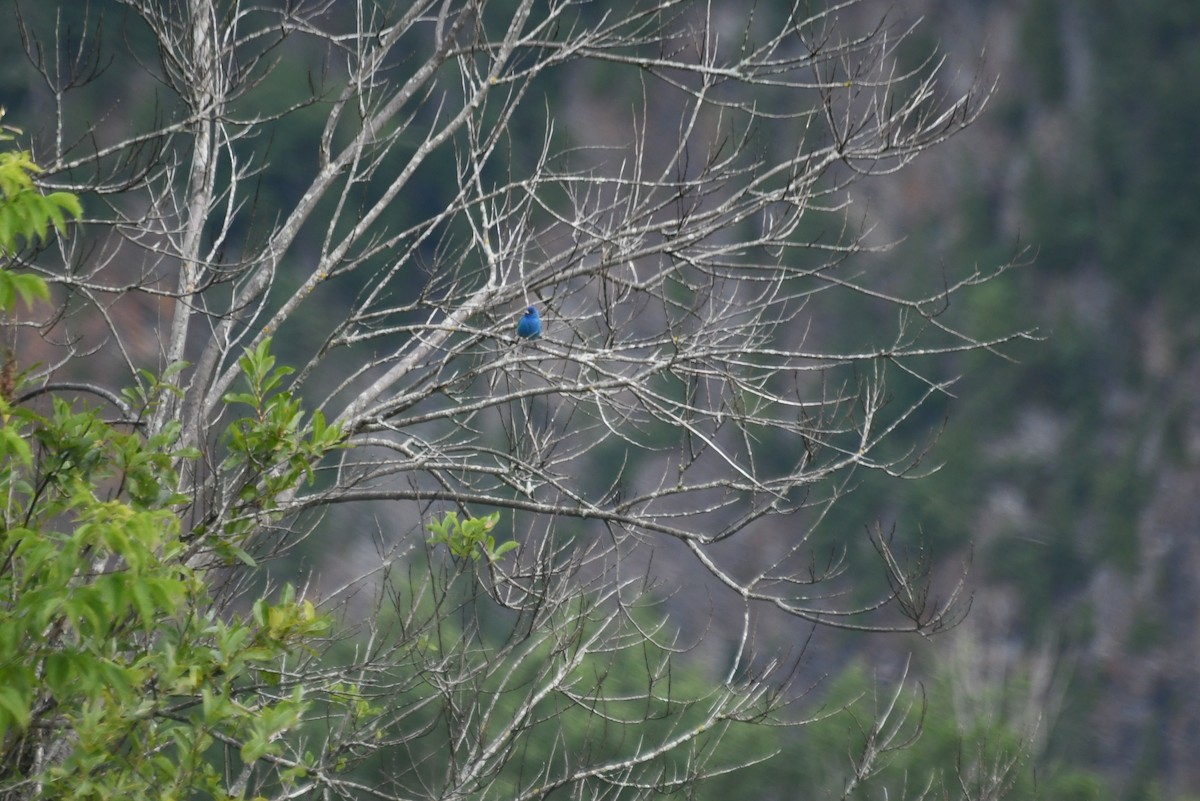 Indigo Bunting - ML645967149