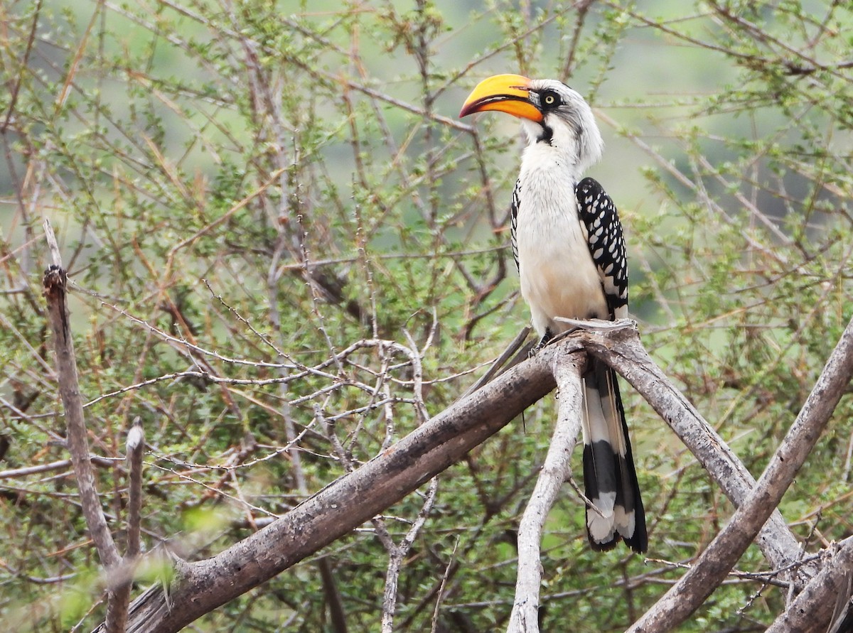 Toco Piquigualdo Norteño - ML645967151