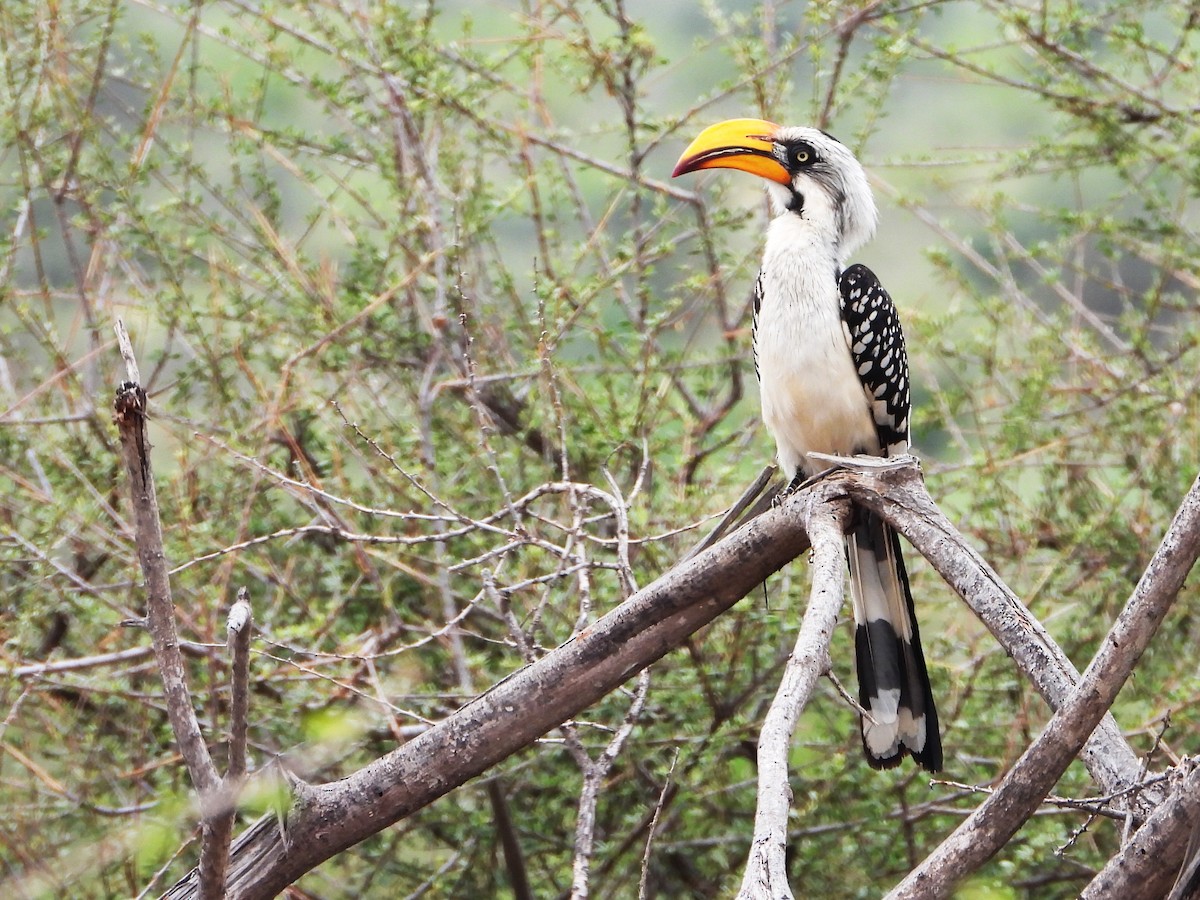 Toco Piquigualdo Norteño - ML645967152