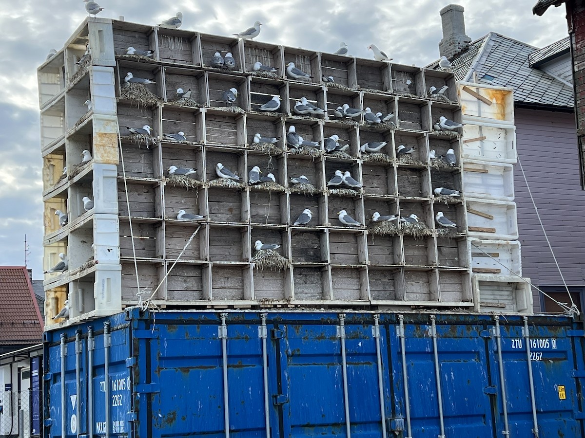 Black-legged Kittiwake - ML645967154