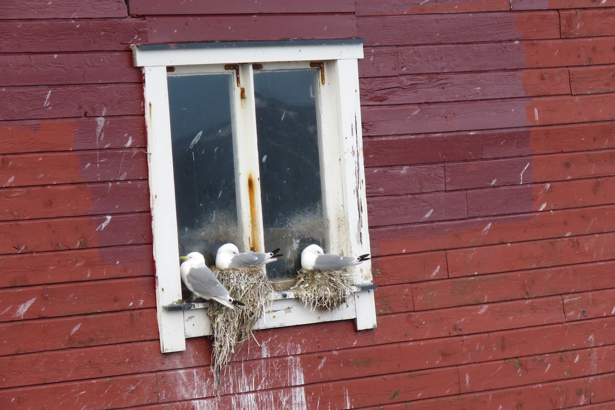 Black-legged Kittiwake - ML645967155