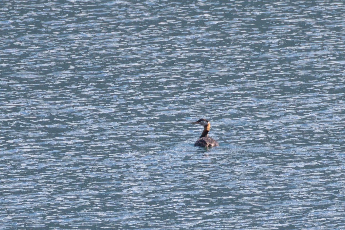 Red-necked Grebe - ML645967181