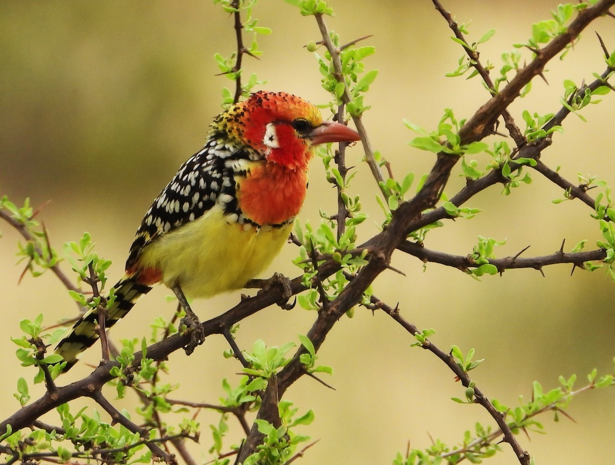 Barbudo Cabecirrojo - ML645967188