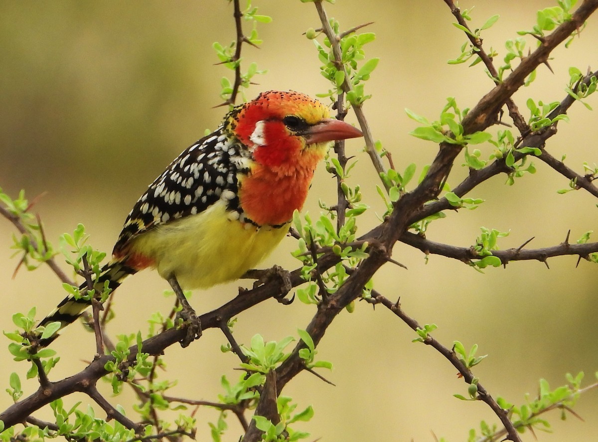 Barbudo Cabecirrojo - ML645967189