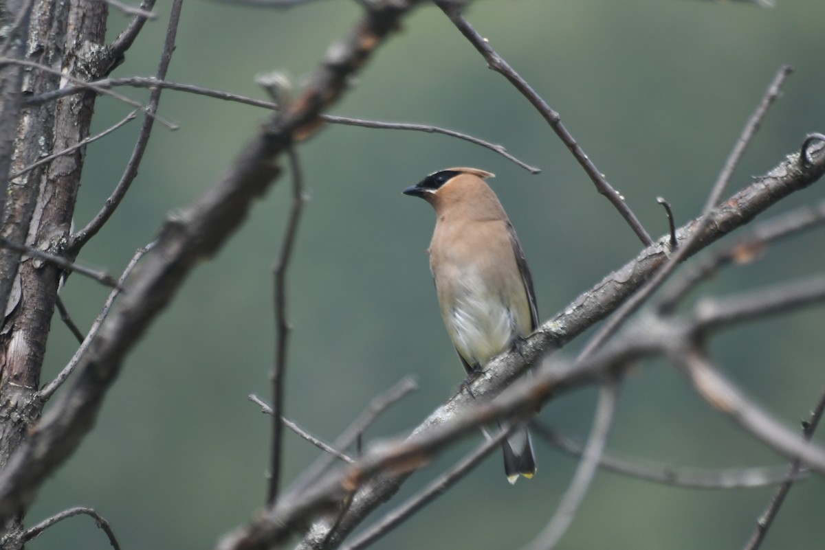 ציצנית אמריקנית - ML645967190