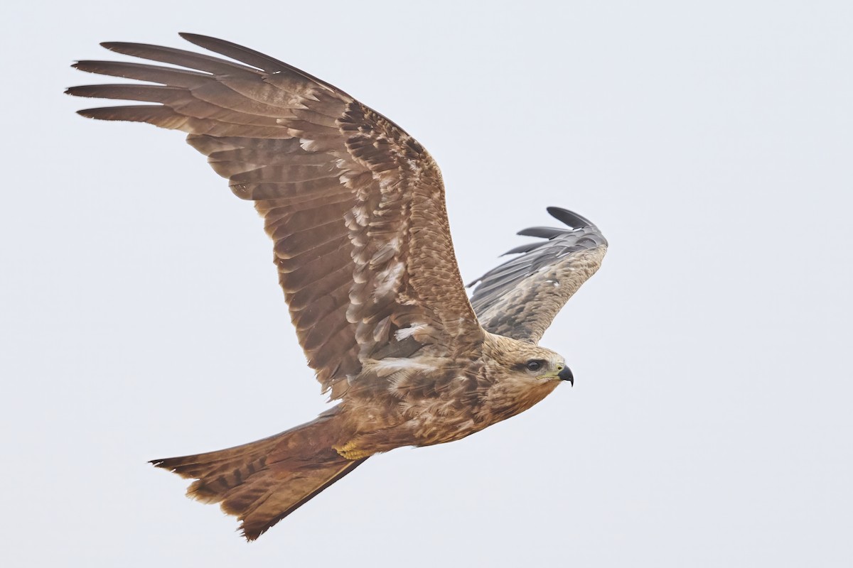 Black Kite - ML645967194