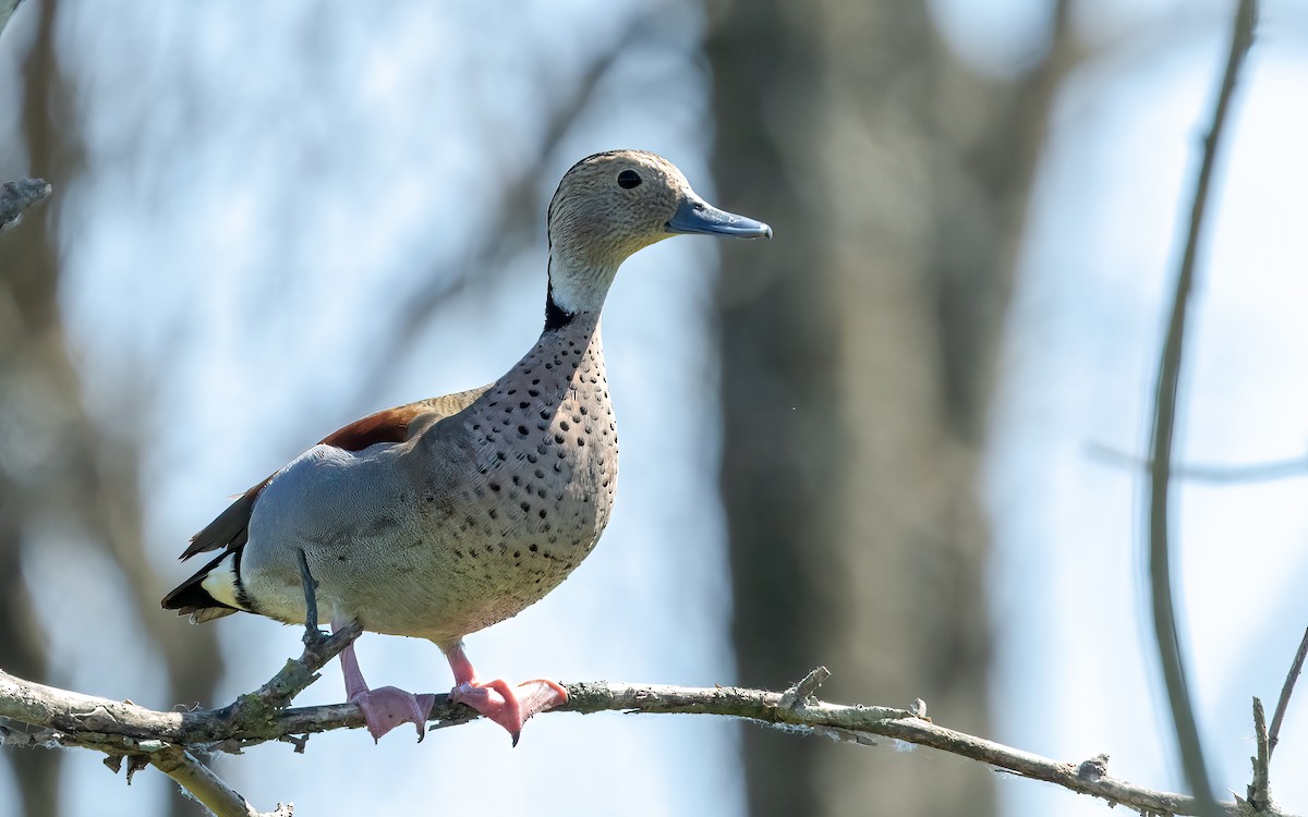 Ringed Teal - ML645967217