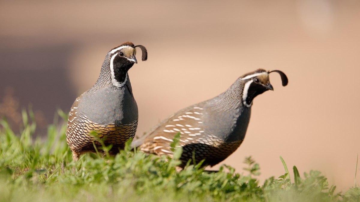 California Quail - ML645967218