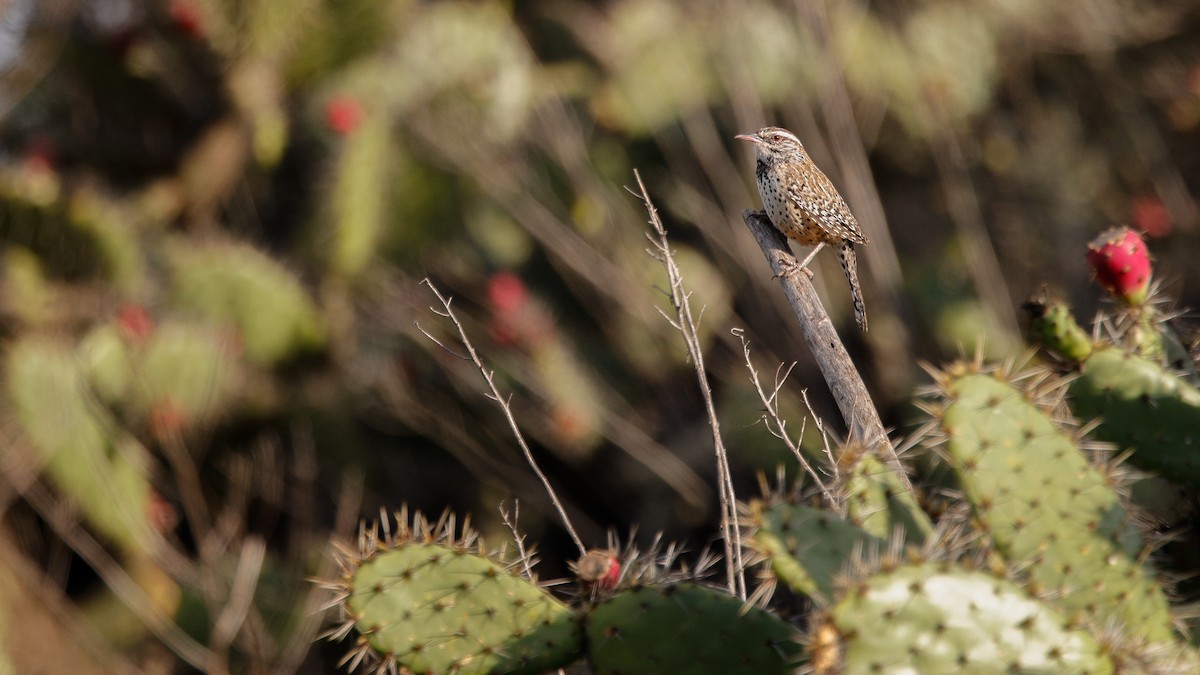 Cactus Wren - ML645967233