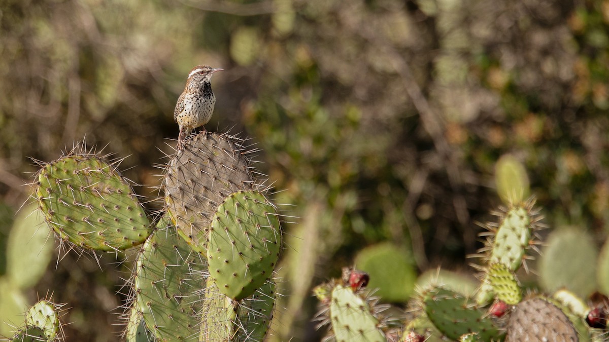 Cactus Wren - ML645967234