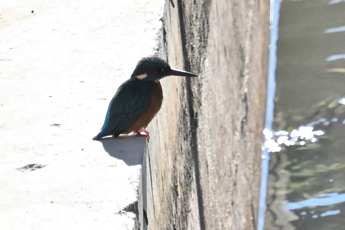 Common Kingfisher - ML645967254