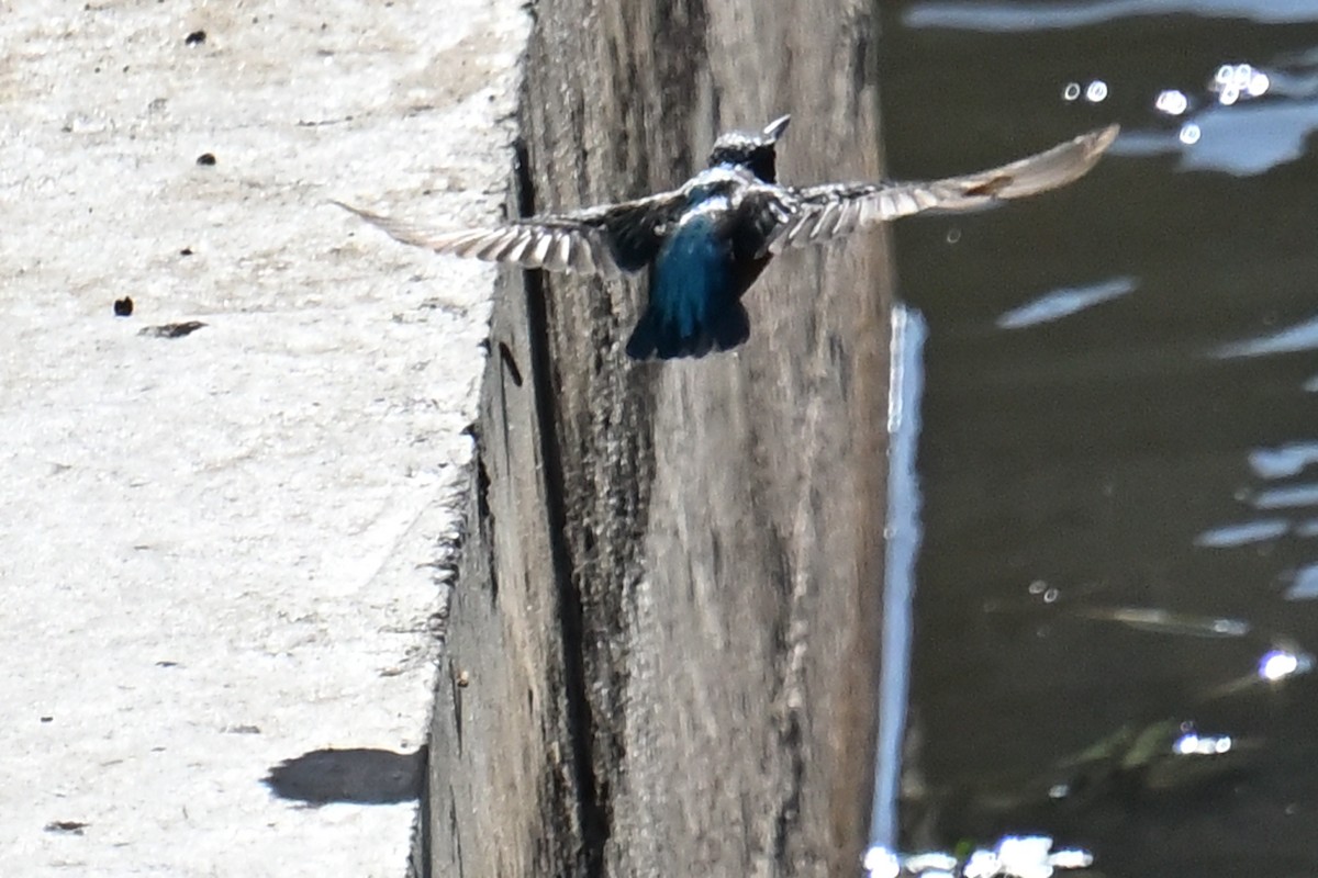 Common Kingfisher - ML645967255