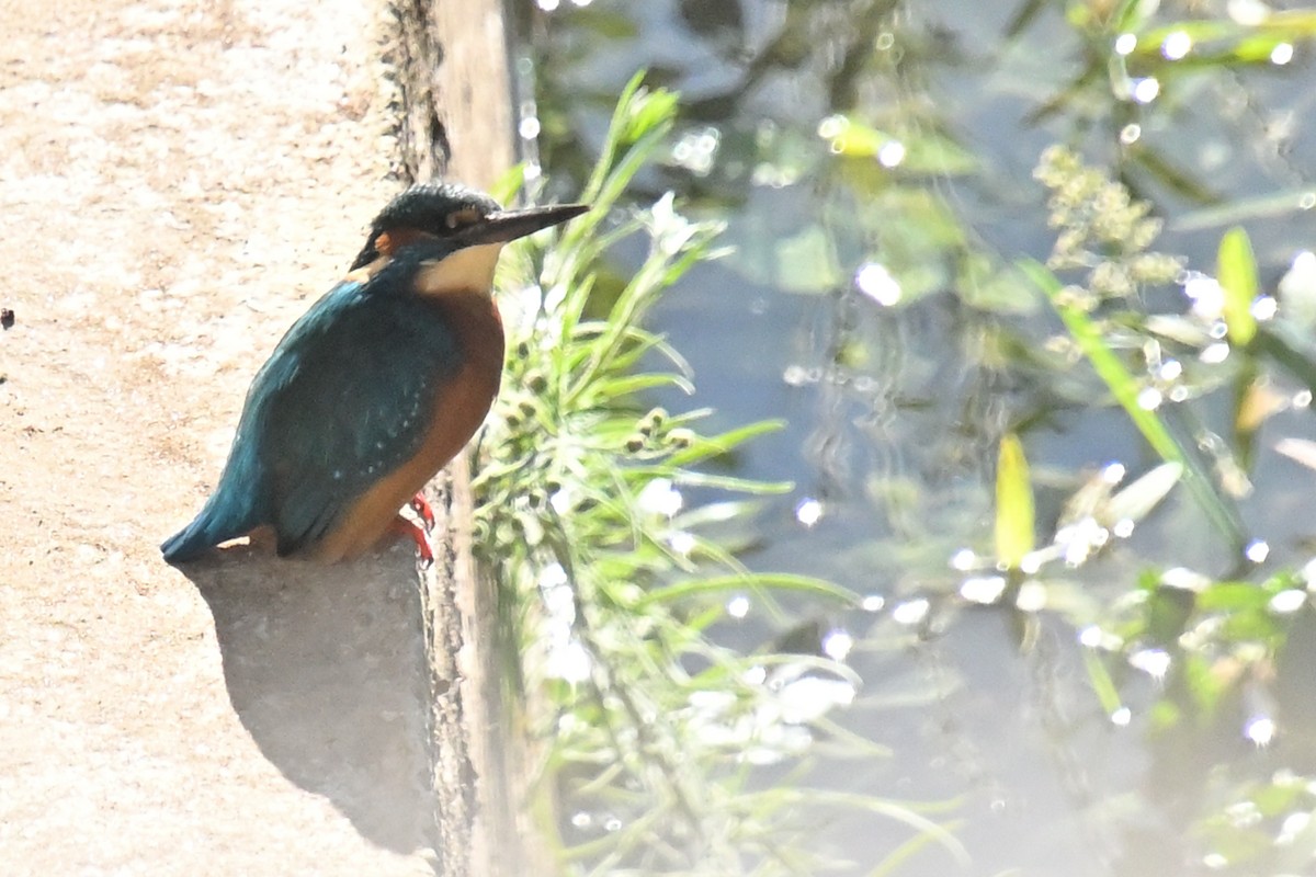 Common Kingfisher - ML645967256