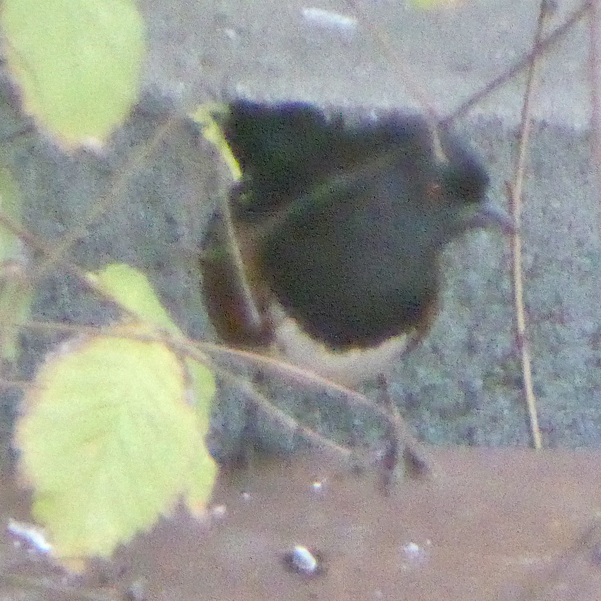 Spotted Towhee - ML645967258