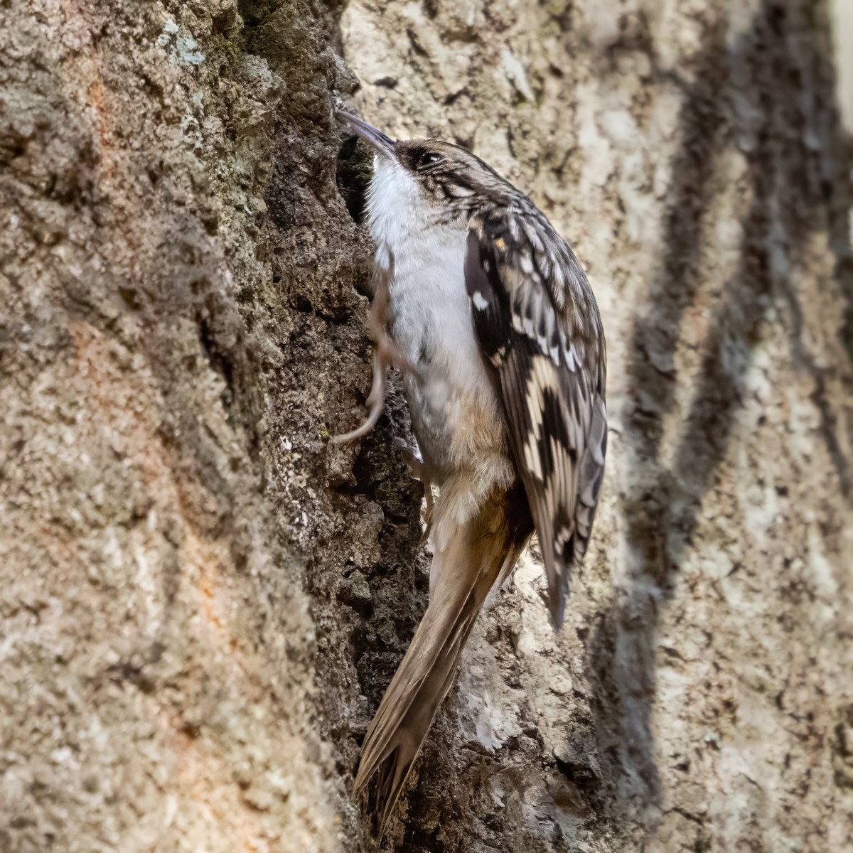 Brown Creeper - ML645967259