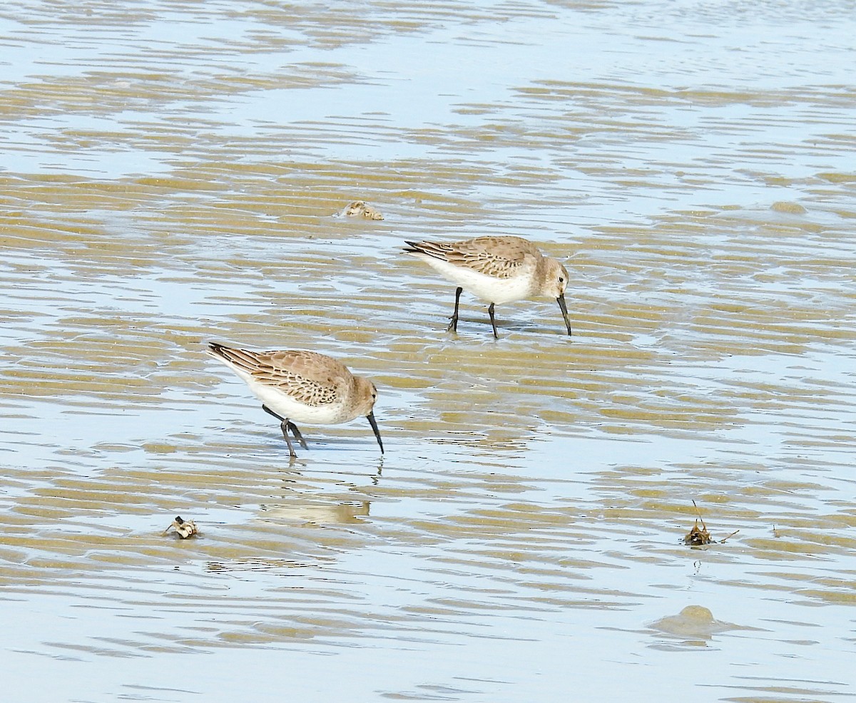 Dunlin - ML645967262