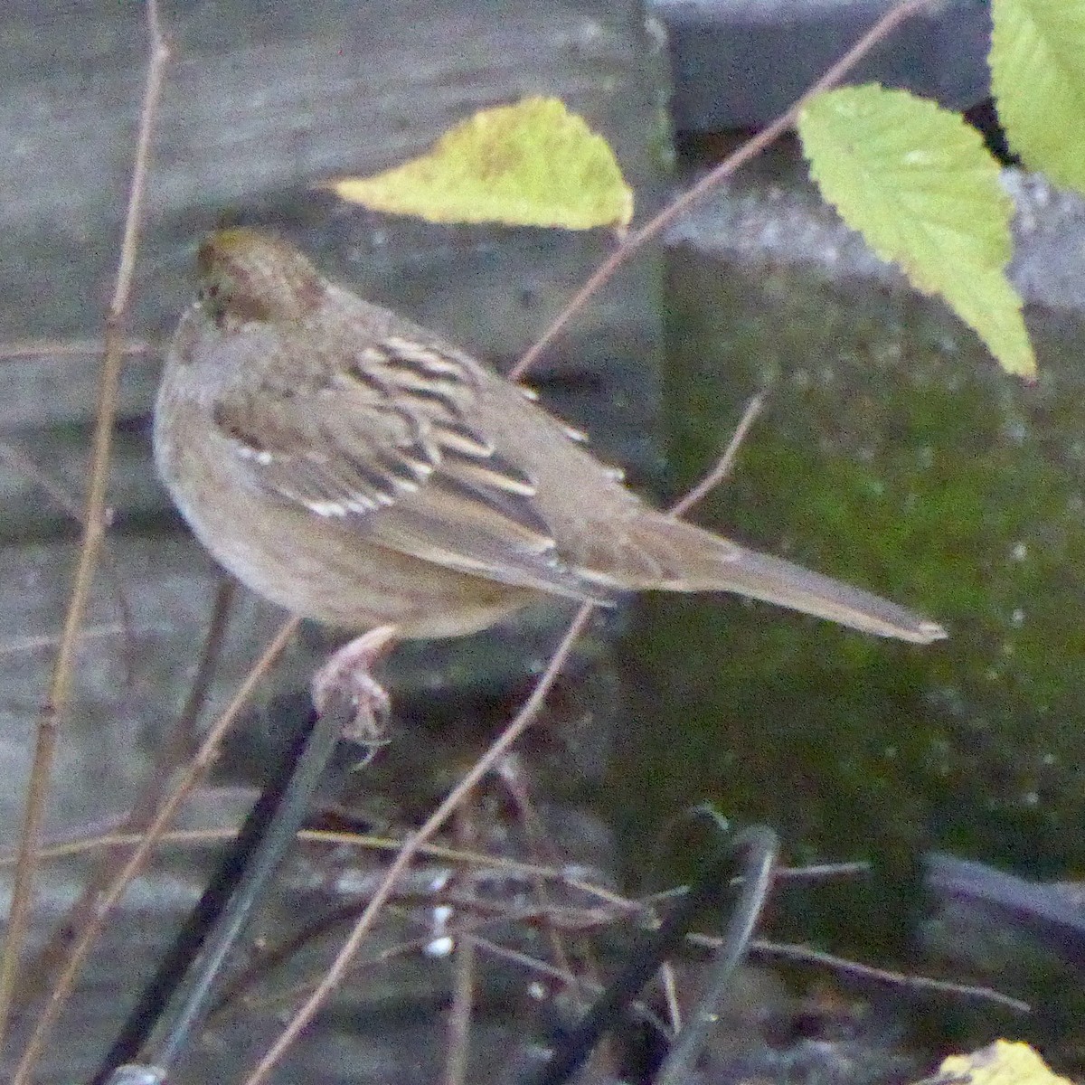 Golden-crowned Sparrow - ML645967263