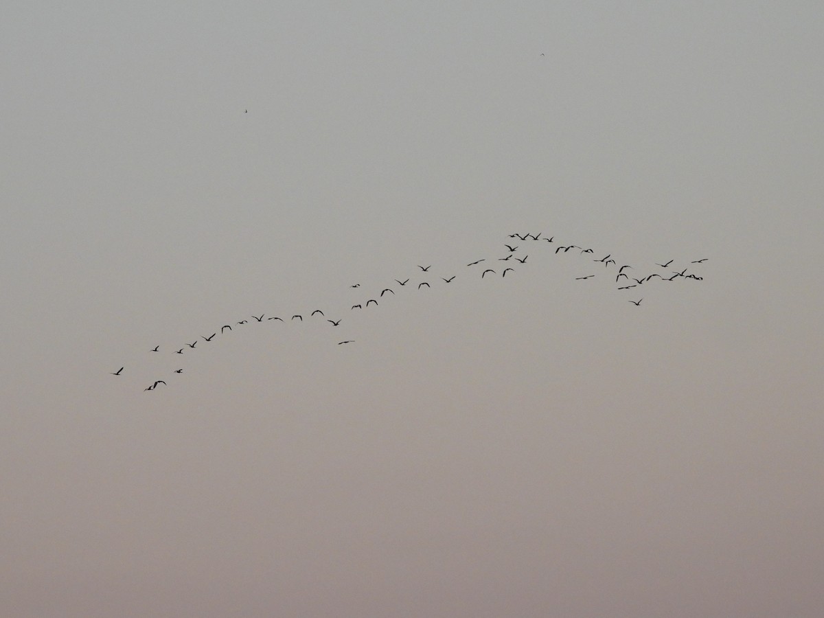 White-faced Whistling-Duck - ML645967264
