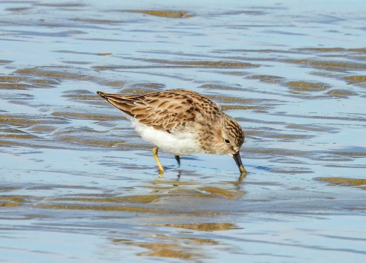 Least Sandpiper - ML645967266