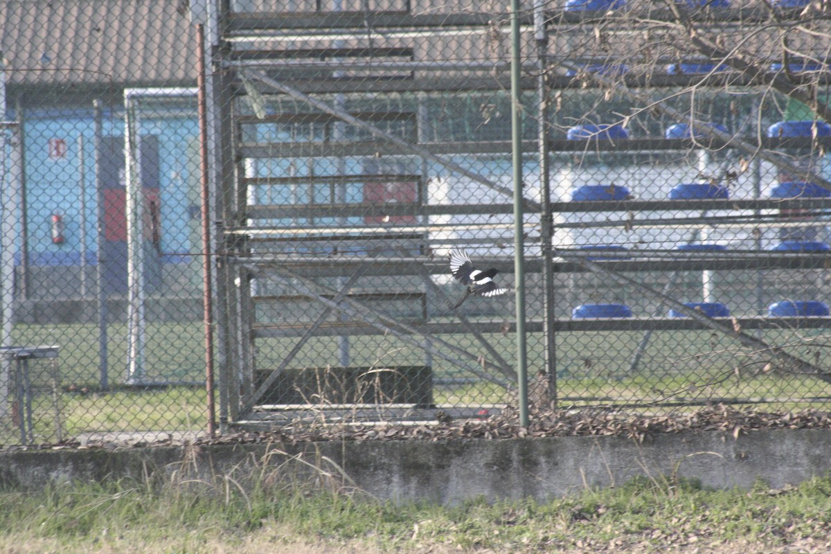 Eurasian Magpie - ML645967267