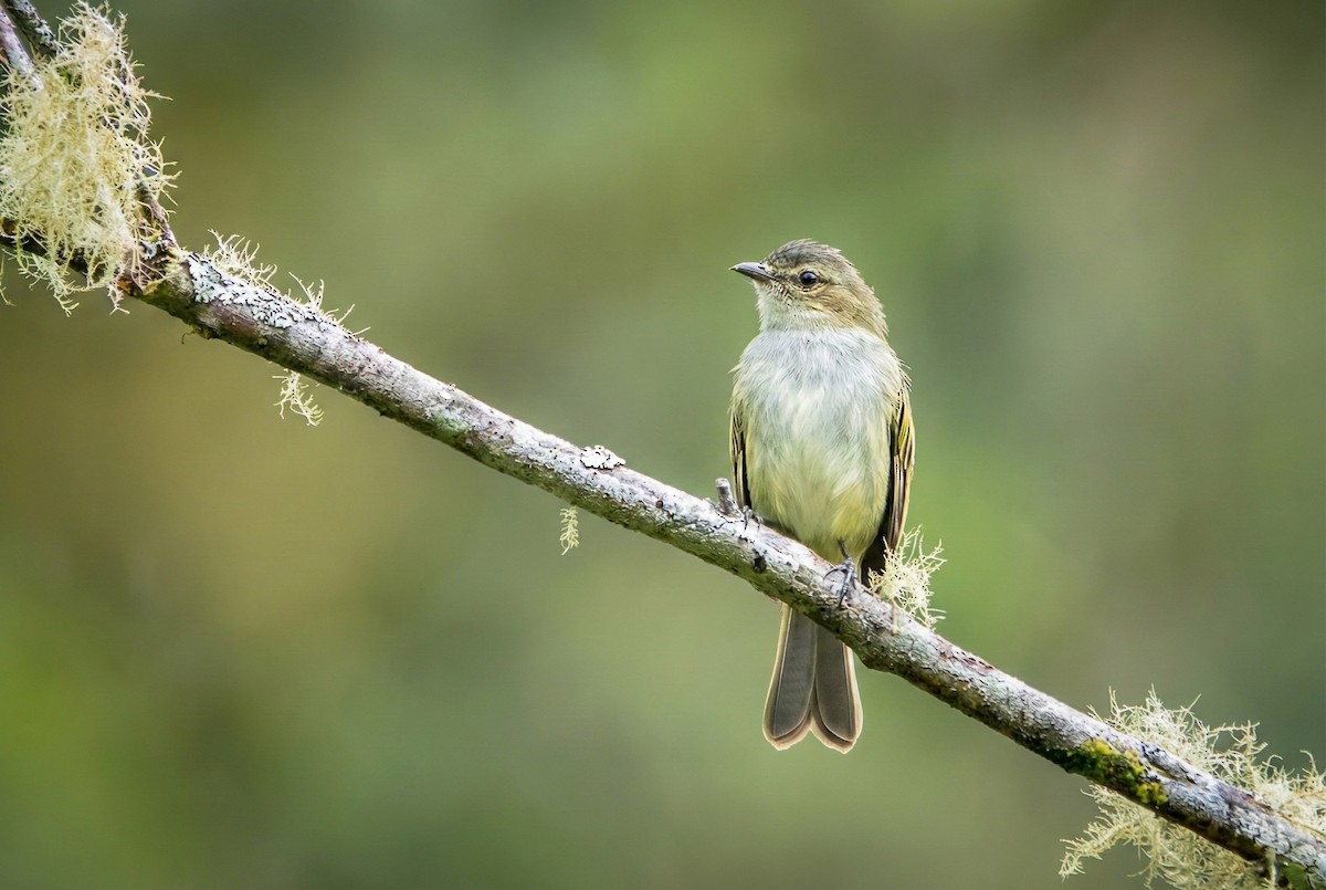 Mistletoe Tyrannulet - ML645967276