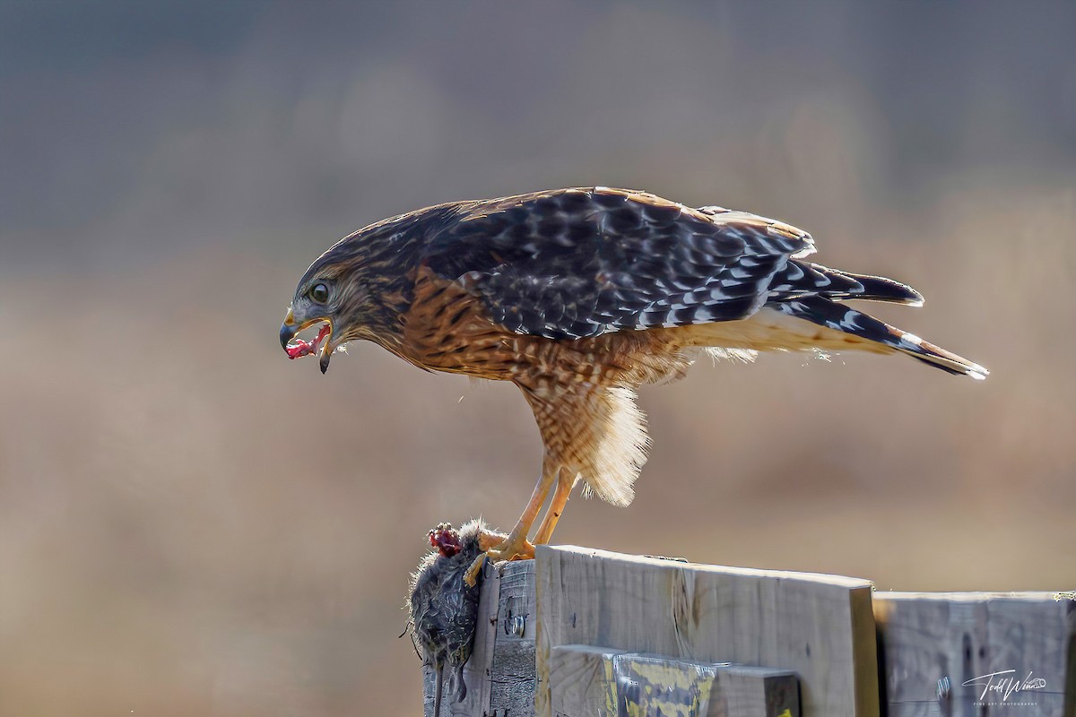 Red-shouldered Hawk - ML645967282