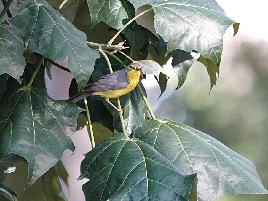 Canada Warbler - ML645967293
