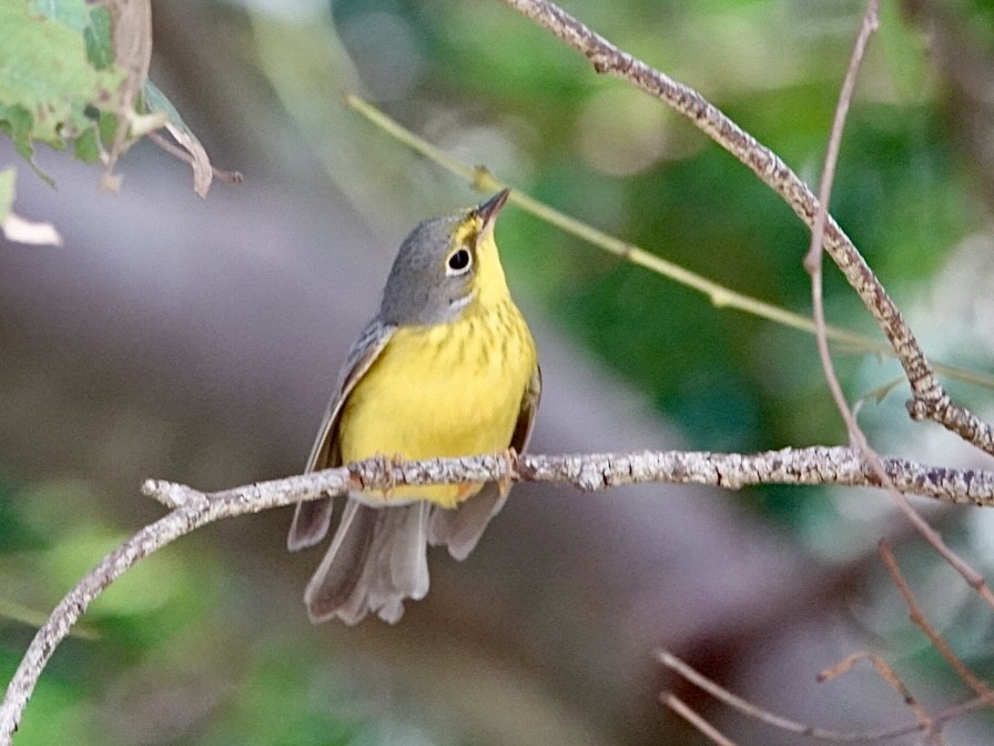 Canada Warbler - ML645967294