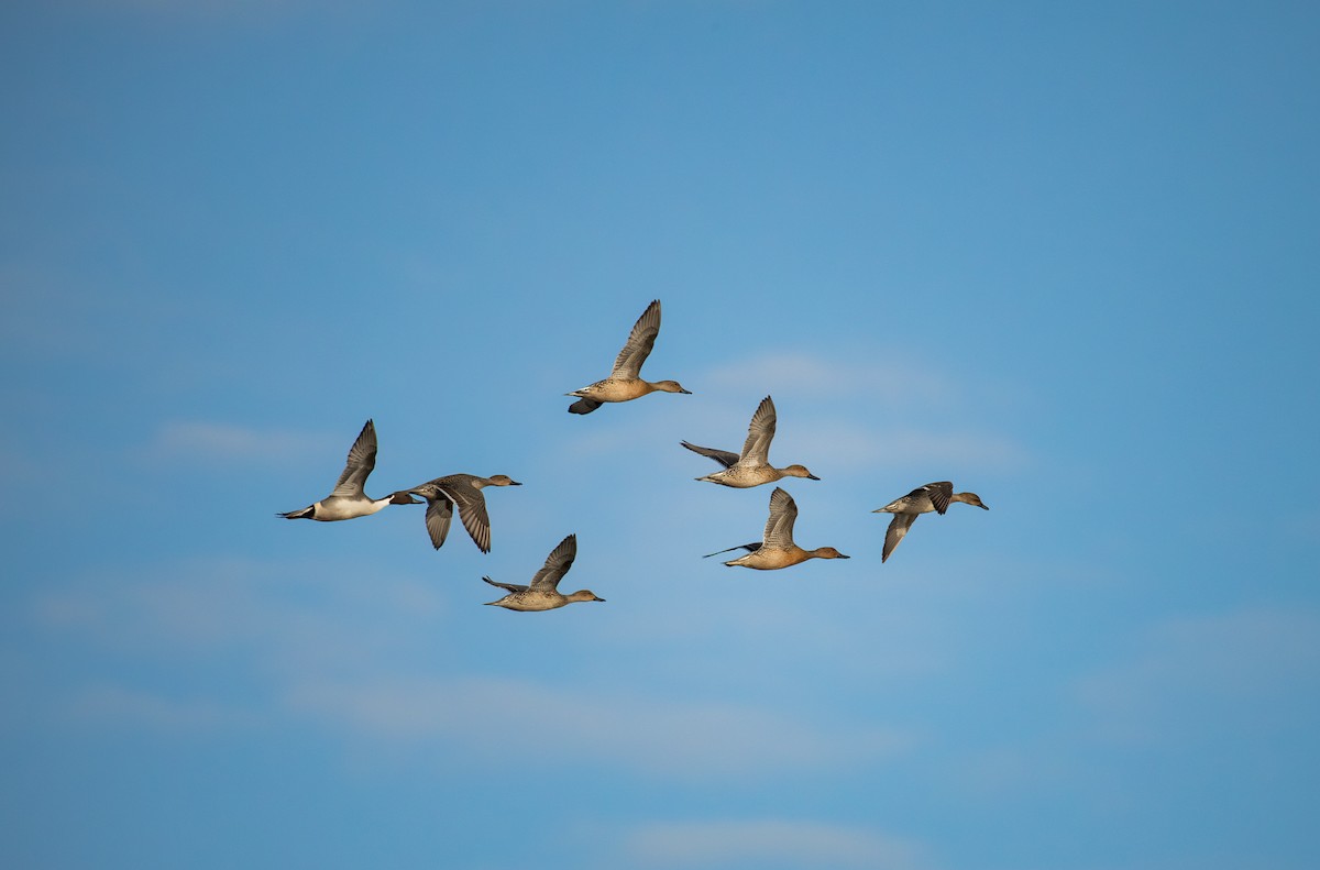 Northern Pintail - ML645967309