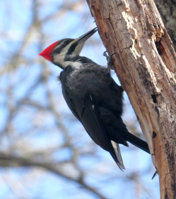 datel chocholatý - ML645967313