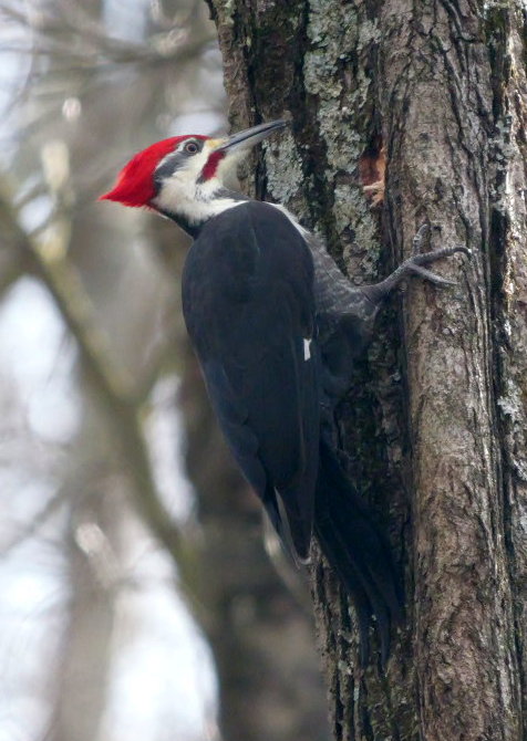 datel chocholatý - ML645967314