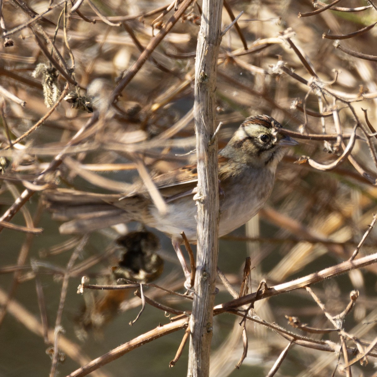 Swamp Sparrow - ML645967321