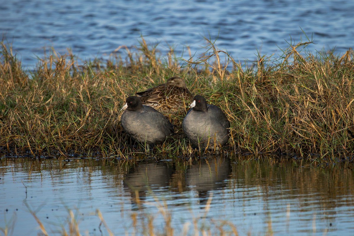 Лиска американська - ML645967322