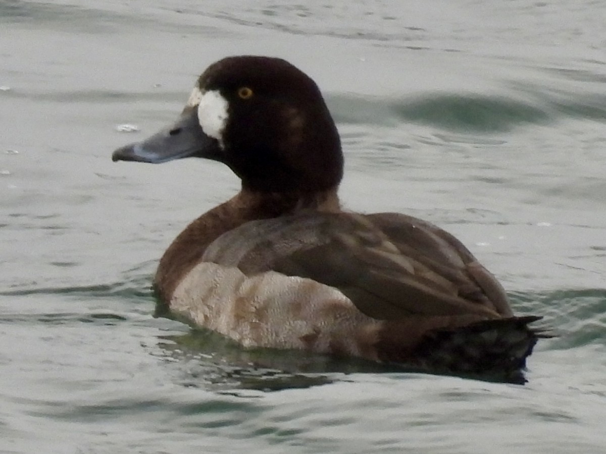 Морская чернеть - ML645967324