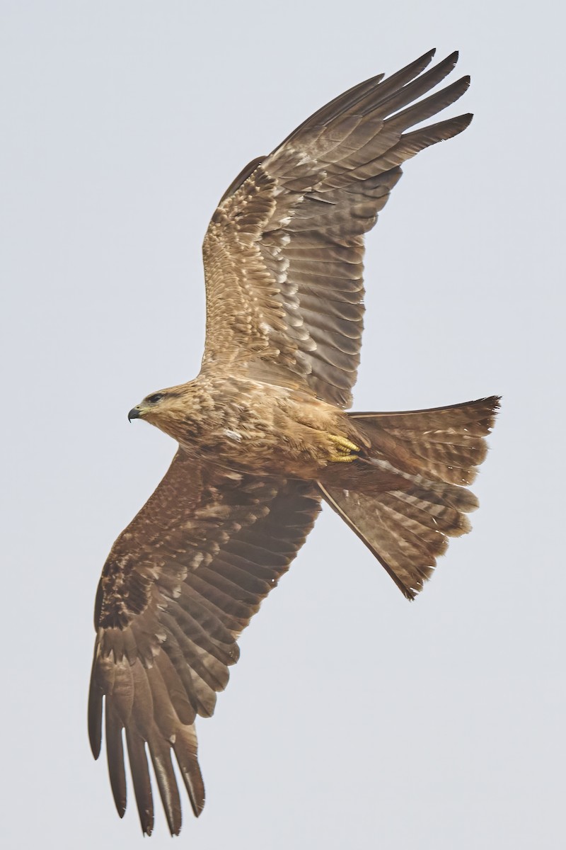 Black Kite - ML645967327