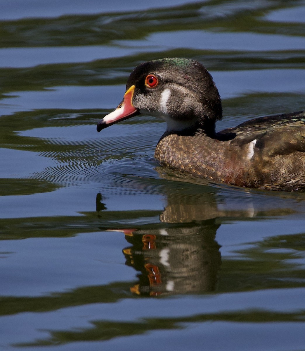 kachnička karolínská - ML645967329