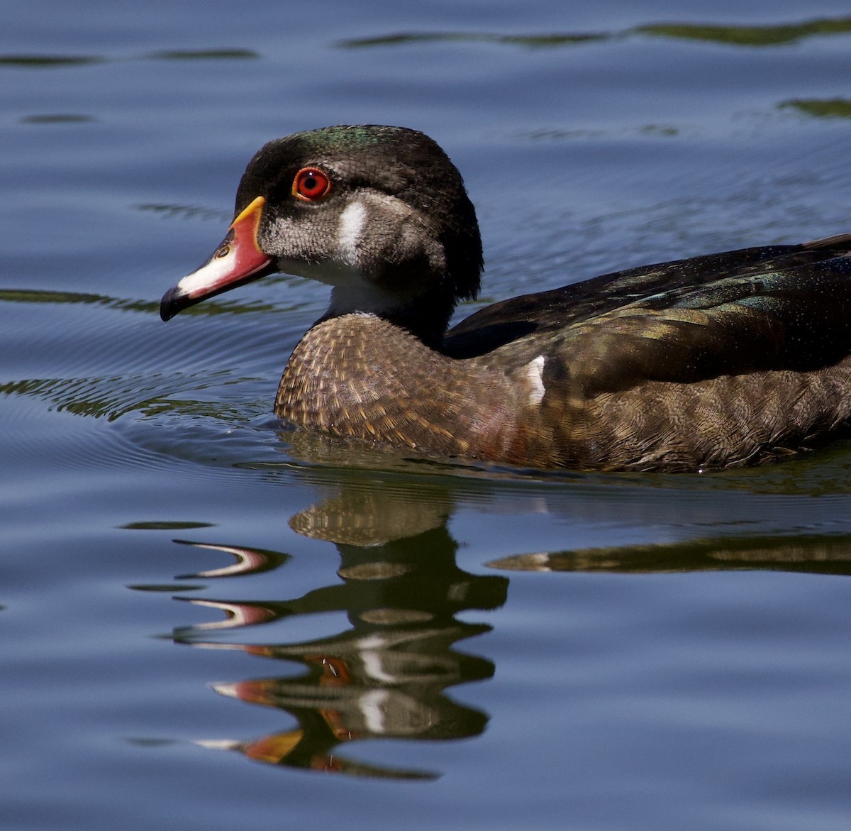 kachnička karolínská - ML645967330