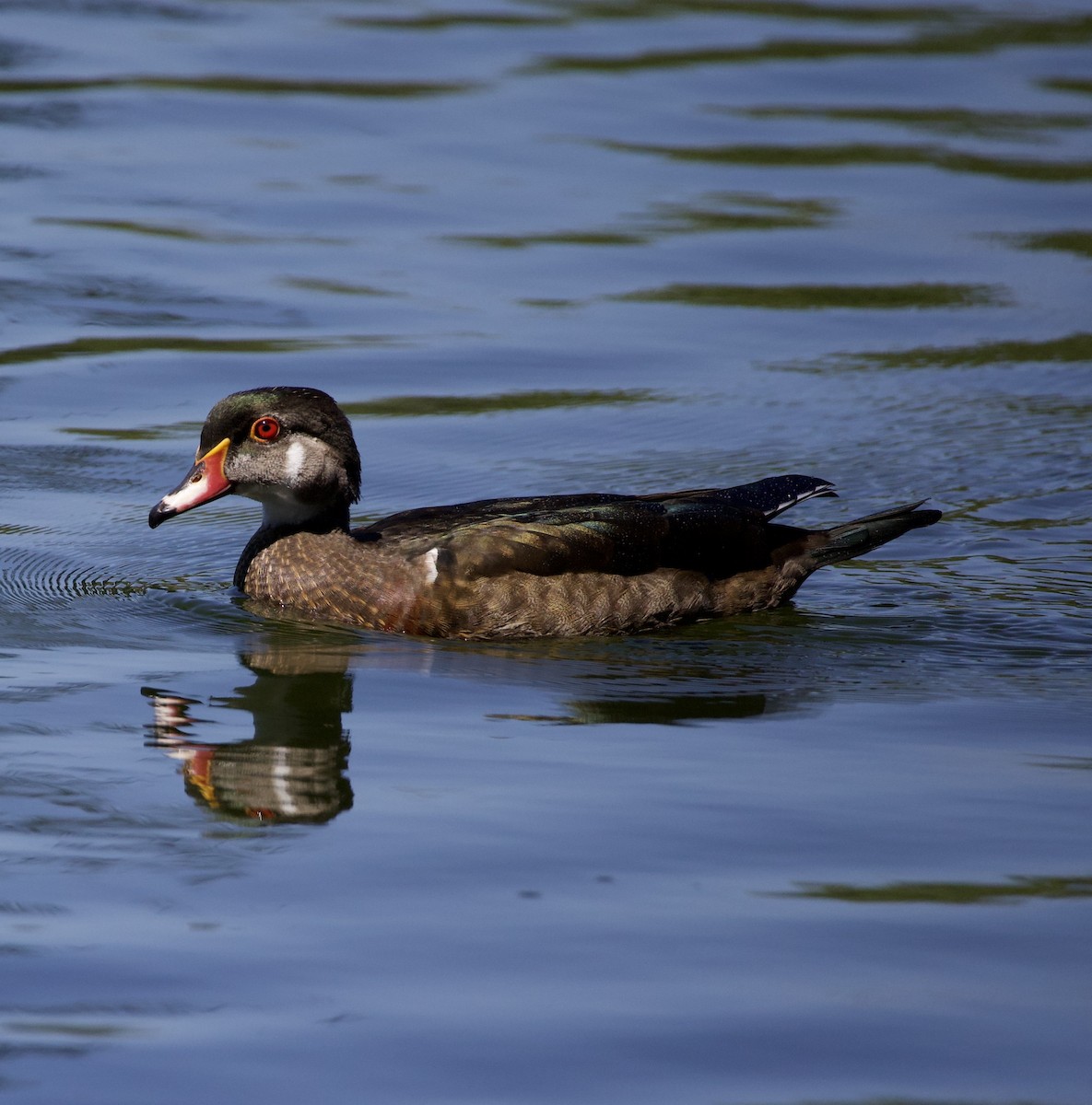 kachnička karolínská - ML645967331