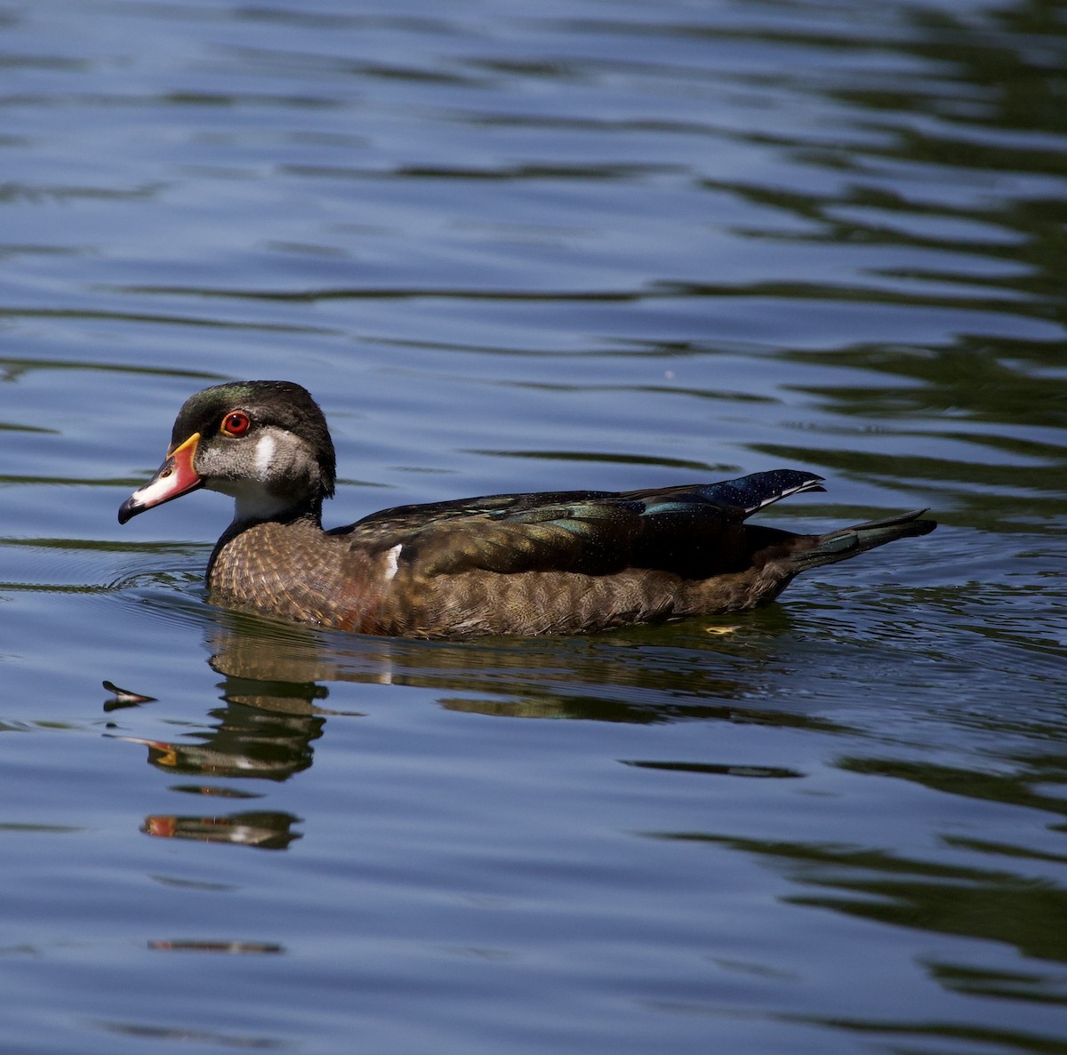 kachnička karolínská - ML645967332