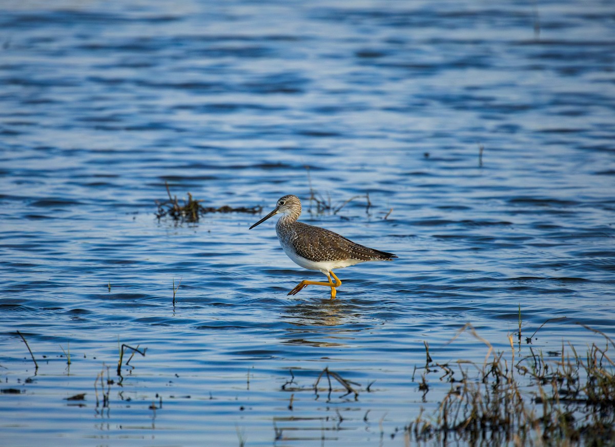 Greater Yellowlegs - ML645967336