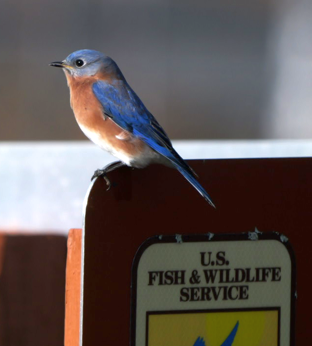 salašník modrý - ML645967359