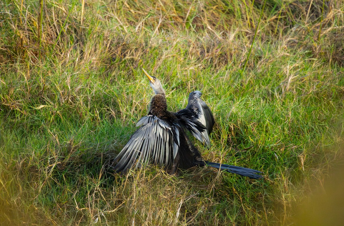 Anhinga - ML645967363