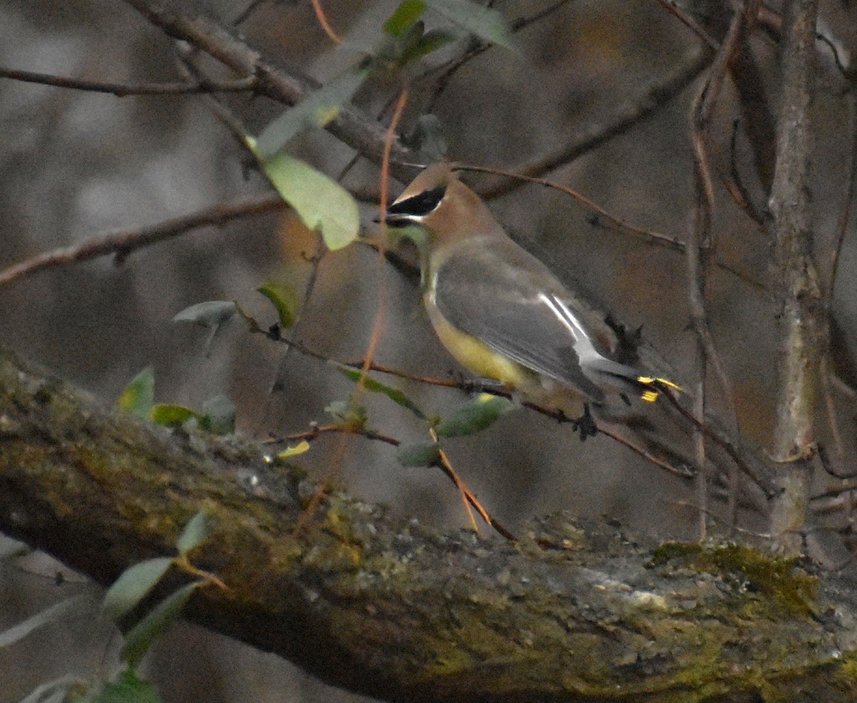 ציצנית אמריקנית - ML645967373