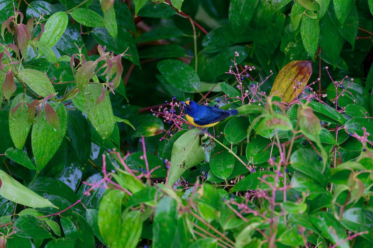 Ak Etekli Öfonya - ML645967377