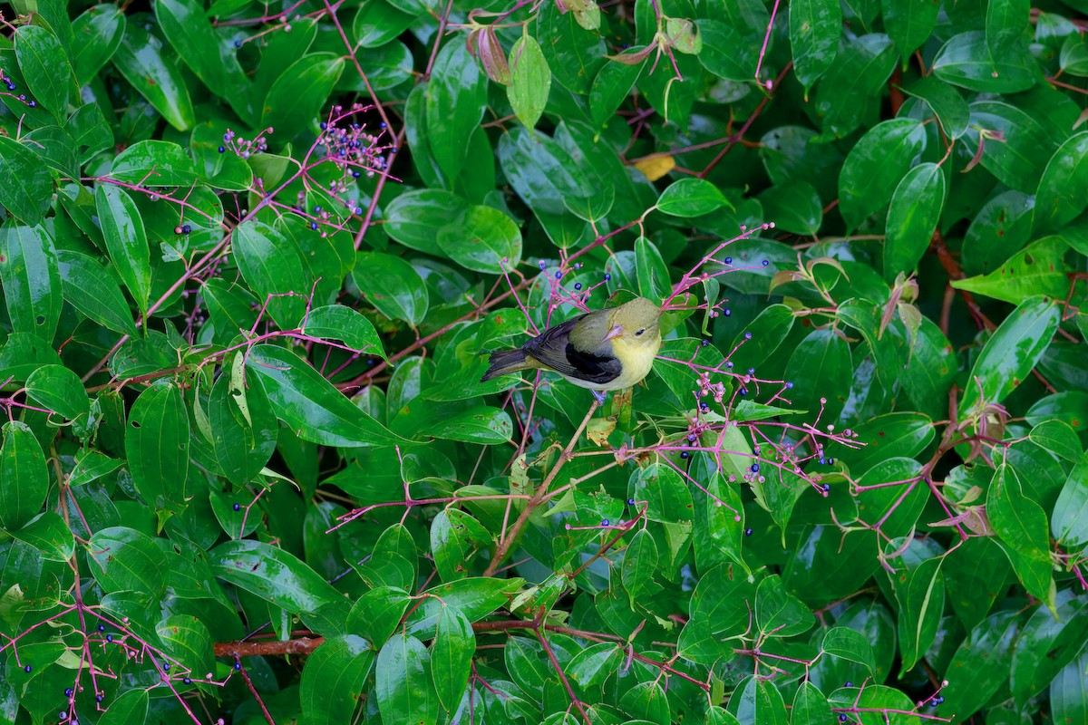 Scarlet Tanager - ML645967382